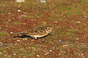 Longspur: Lapland Bunting / Longspur - Winter plumage - feeding