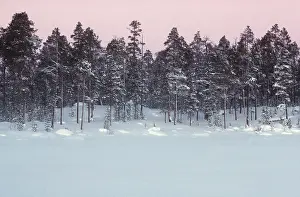 Edwin Mickleburgh: LAPLAND - Forest in Winter and snow