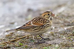 Longspur: Lapland Longspur