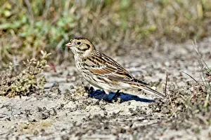 Longspur: Lapland Longspur