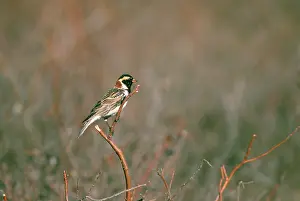 Territories: Lapland Longspur (Calcarius lapponicus)