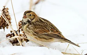 Longspur: Lapland Longspur - on ground in snow