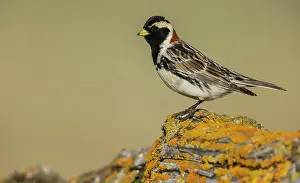 Ken Archer: Lapland longspur in it's summer home on the arctic tundra of