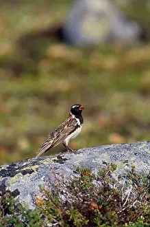 Longspur: Lapland Longspur / Lapland Bunting