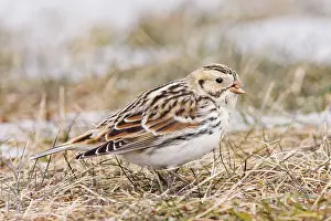Longspur: Lapland Longspur / Lapland Bunting