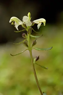 Lousewort: Lapland lousewort in flower