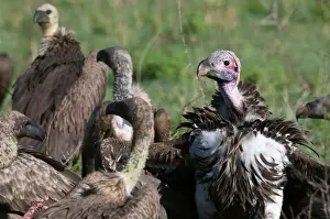 Tracheliotus: Lapped-faced Vulture (Torgos tracheliotus)