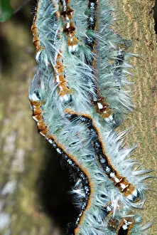 Lappet: Lappet / Eggar moth caterpillars congregating on