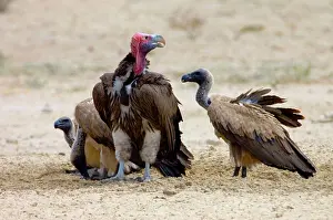 Tracheliotus: Lappet-faced (Aegypius tracheliotus) and White-backed
