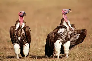Tracheliotus: Lappet-faced / Nubian Vulture