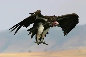 Torgos: Lappet-faced / Nubian Vulture - in flight