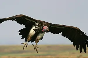 Tracheliotus: Lappet-faced / Nubian Vulture - In flight