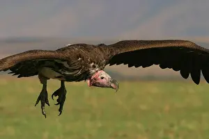 Tracheliotus: Lappet-faced / Nubian Vulture - In flight