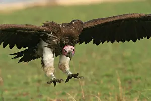 Tracheliotus: Lappet-faced / Nubian Vulture - in flight