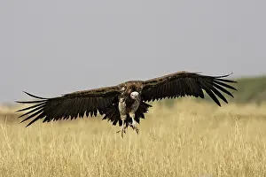 Tracheliotus: Lappet-faced / Nubian Vulture - in flight