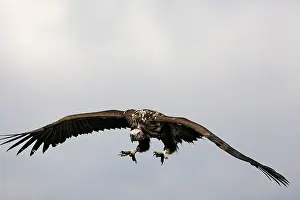 Tracheliotus: Lappet-faced / Nubian Vulture - in flight