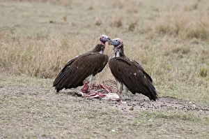 Tracheliotus: Lappet-faced / Nubian Vulture - pair on ground