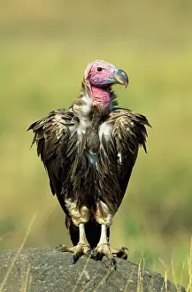 Lapped: Lappet-faced / Nubian Vulture - on rock