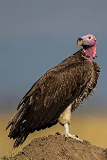 Lappet: Lappet-faced / Nubian Vulture on termite mound