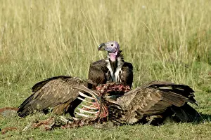 Tracheliotus: Lappet-faced / Nubian Vultures - Feeding on carcass