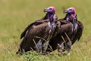 Tracheliotus: Lappet-faced / Nubian Vultures on the ground