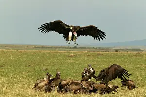Tracheliotus: Lappet-faced / Nubian Vultures - Vulture landing near group