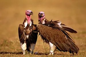 Tracheliotus: Lappet-faced Vulture