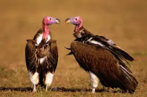 Tracheliotus: Lappet-faced Vulture