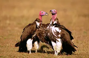 Tracheliotus: Lappet-faced Vulture