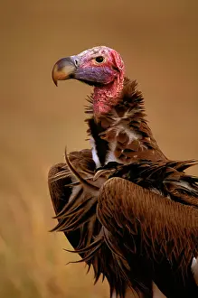 Tracheliotus: Lappet-faced Vulture
