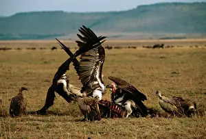 Tracheliotus: Lappet-faced Vulture