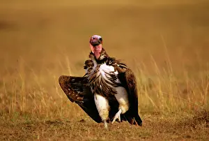 Tracheliotus: Lappet-faced Vulture
