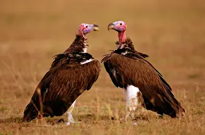 Tracheliotus: Lappet-faced Vulture