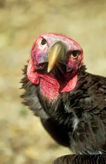 Tracheliotus: Lappet-faced Vulture