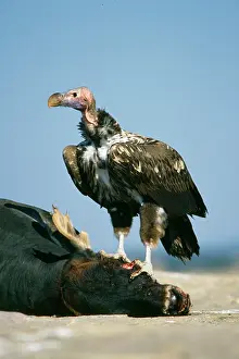 Tracheliotus: Lappet-faced Vulture