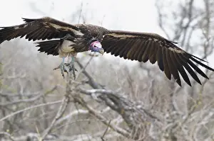 Tracheliotus: Lappet-faced Vulture