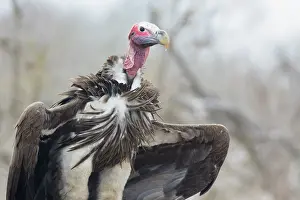 Tracheliotus: Lappet-faced Vulture