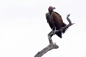 Tracheliotus: Lappet-faced Vulture