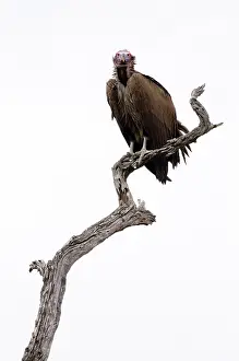 Tracheliotus: Lappet-faced Vulture