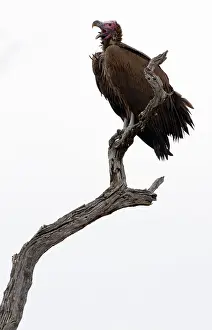 Tracheliotus: Lappet-faced Vulture