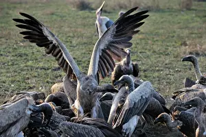 Tracheliotus: Lappet-faced Vulture