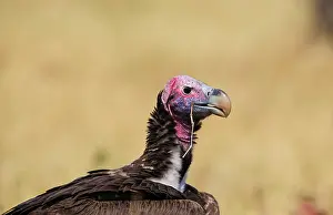 Tracheliotus: Lappet-faced Vulture