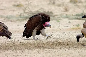 Aegypius: Lappet-faced Vulture - Adult approaching others