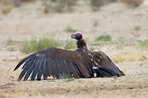 Aegypius: Lappet-faced Vulture - Adult basking with spread wings