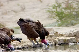 Aegypius: Lappet-faced Vulture - Adult drinking