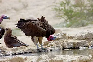 Tracheliotus: Lappet-faced Vulture - Adult drinking. Threatened