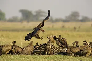 Lapped: Lappet-faced Vulture - Aggressive approach to a