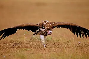 Tracheliotus: Lappet-faced Vulture - aggressive stance on ground