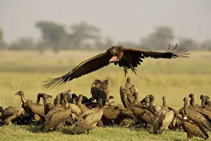Arriving: Lappet-faced Vulture - Arriving at the carcass