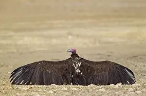 Tracheliotus: Lappet-faced Vulture - basking with open wings -
